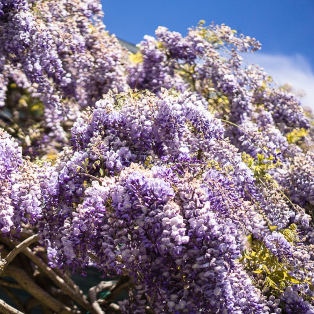 Meet your Posher, Vanilla